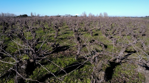 Imagen Viña Männle